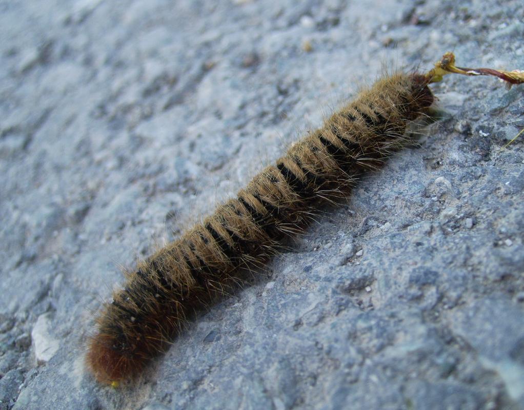 Lasiocampa quercus